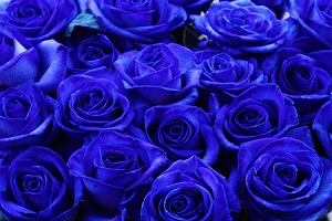 blue roses cropped.jpg